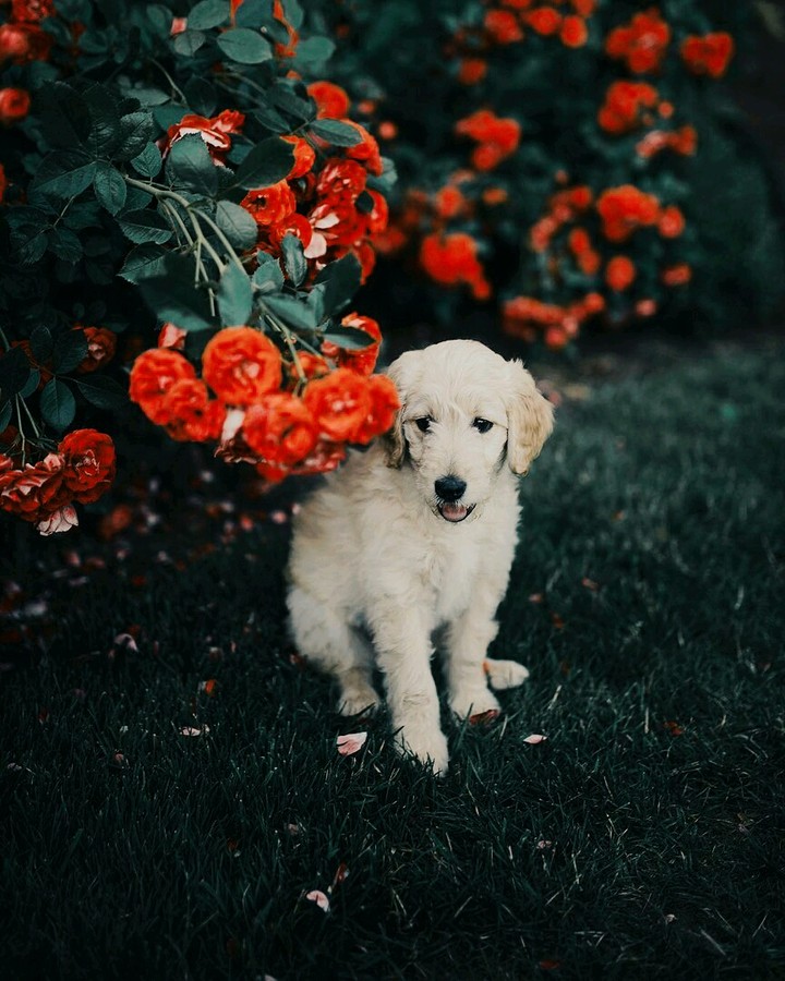 Puppy