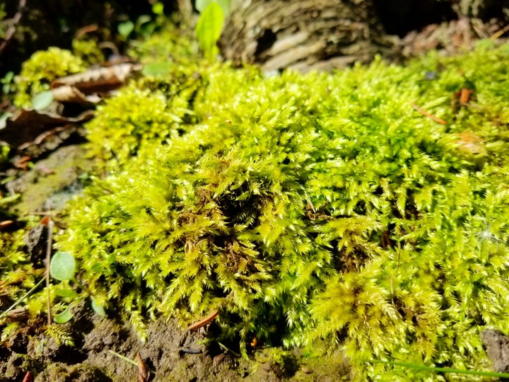 moss