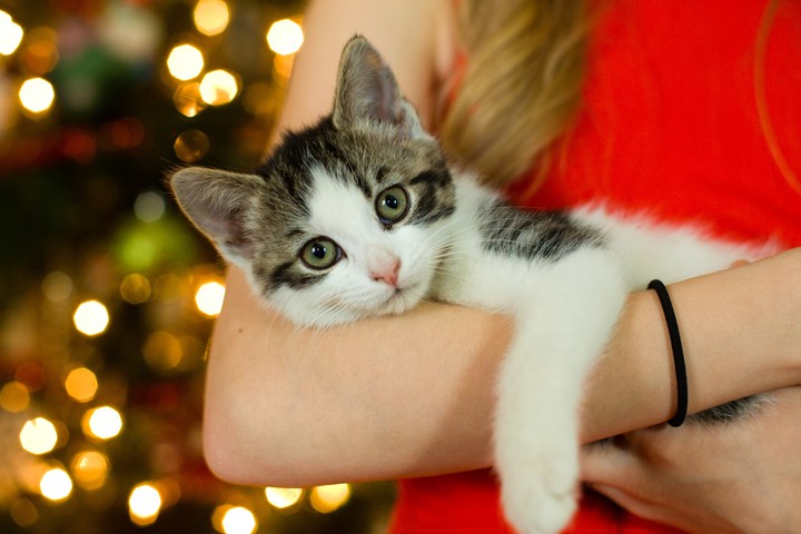 woman carrying cat...