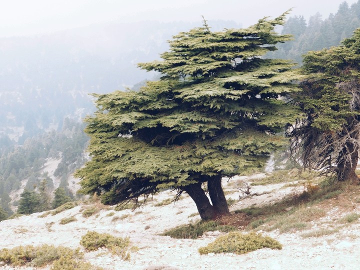 lebanon cedar