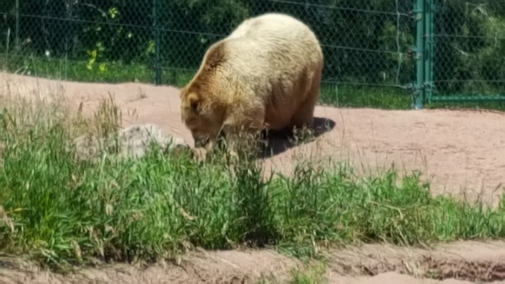 Blonde bear
