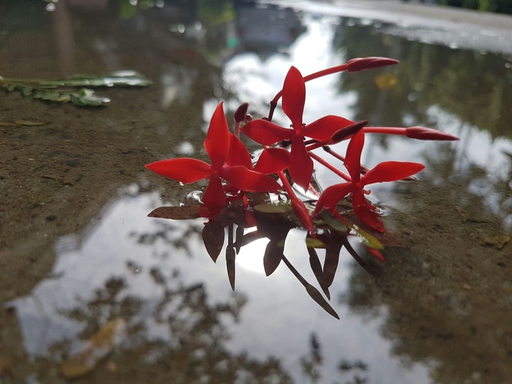 Flowers