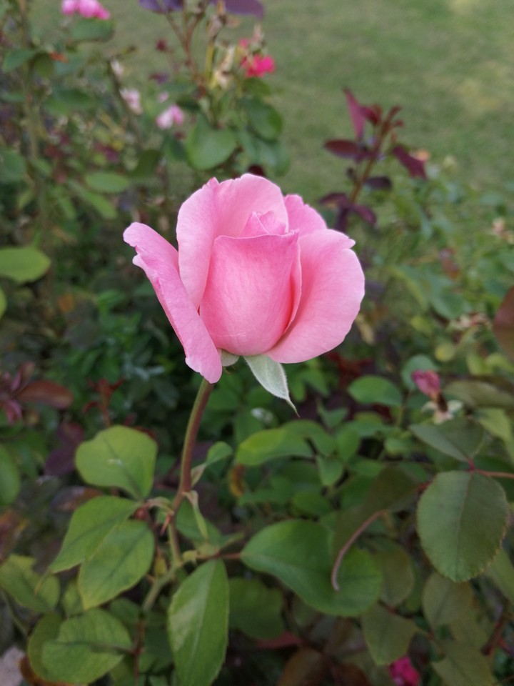 Rosa