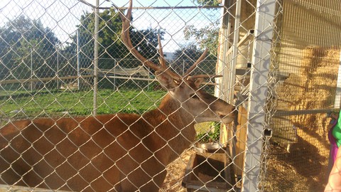 deer