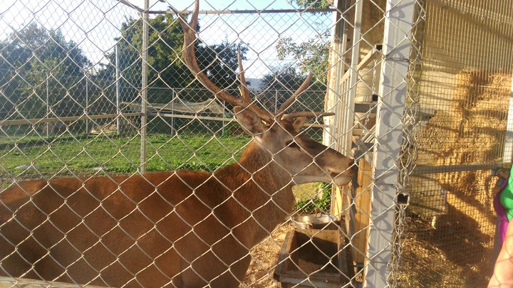 deer