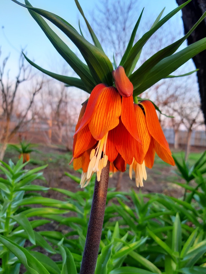 flower