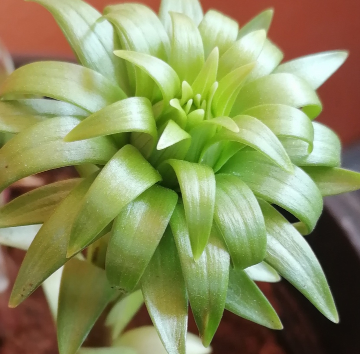 bud