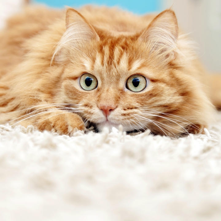 cat flat