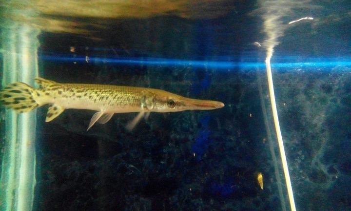 fish