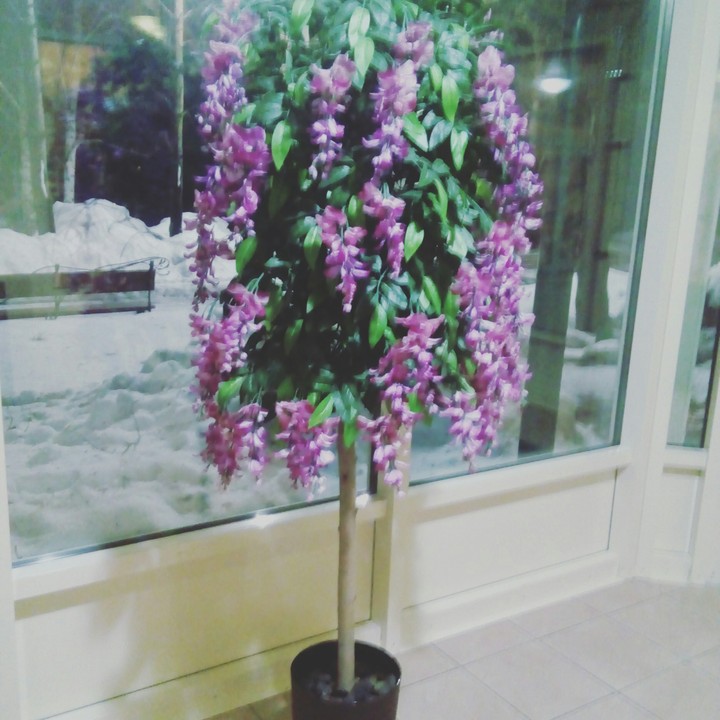 цветы