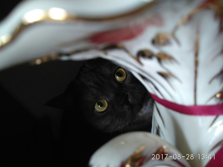 cat ..