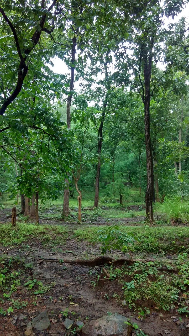 jungle