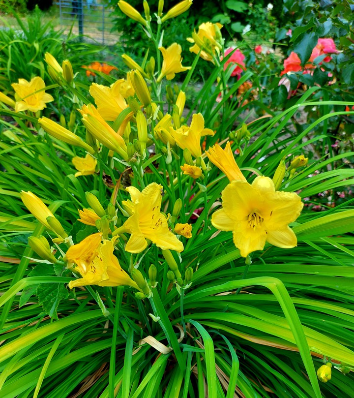 Lilien in Gelb