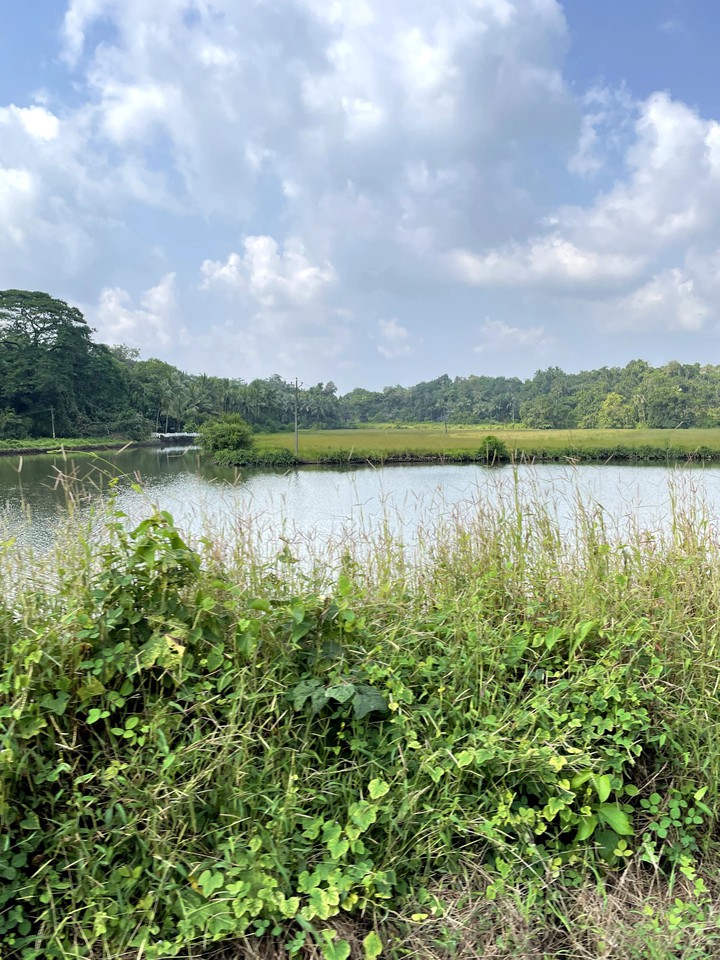 nature