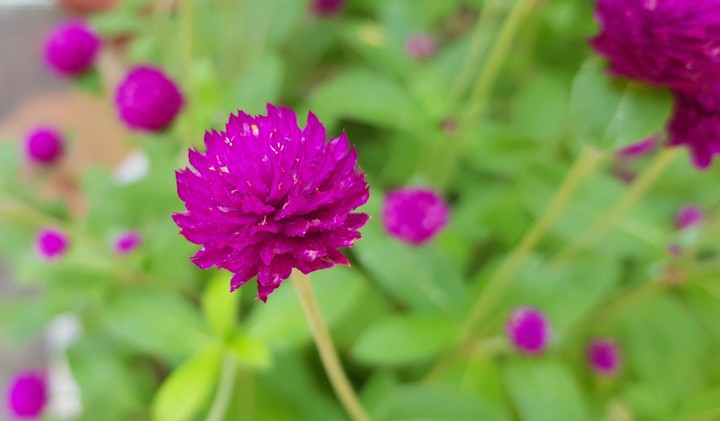 Hoa cỏ mùa xuân