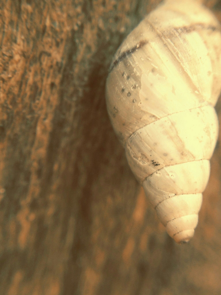 Snail on the tree.