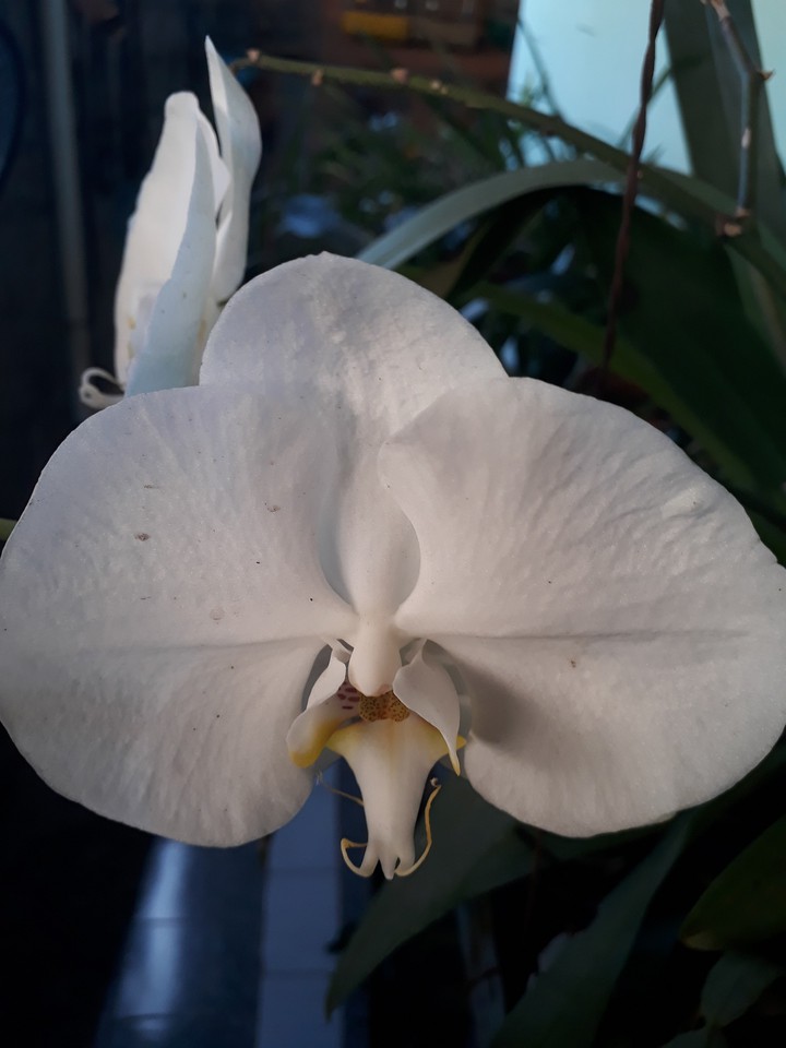 orquídea