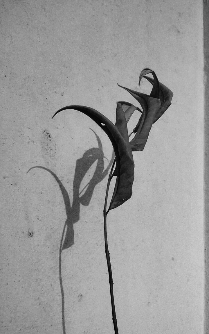#shadow