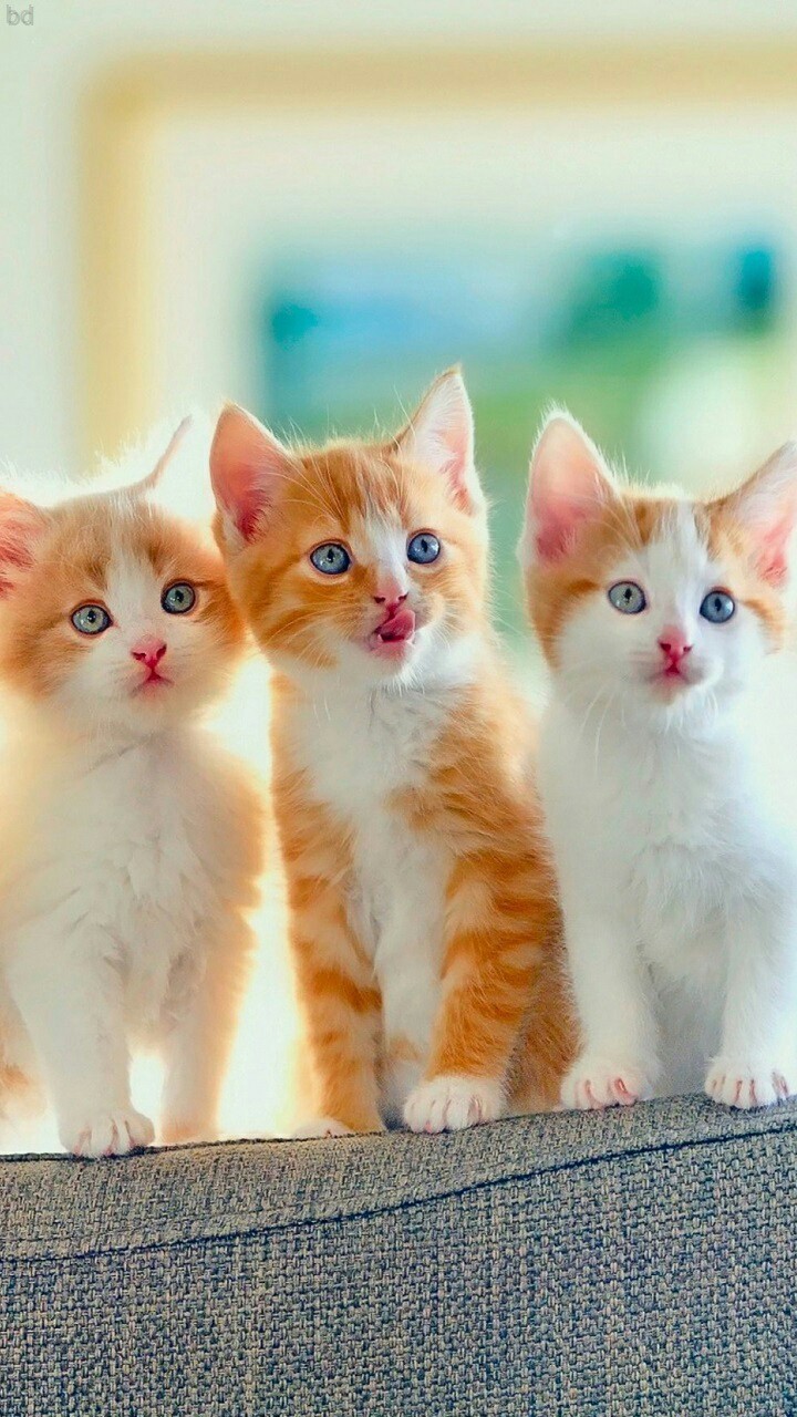 talking gingers
