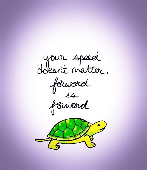 Turtles, Tortoises & Terrapins