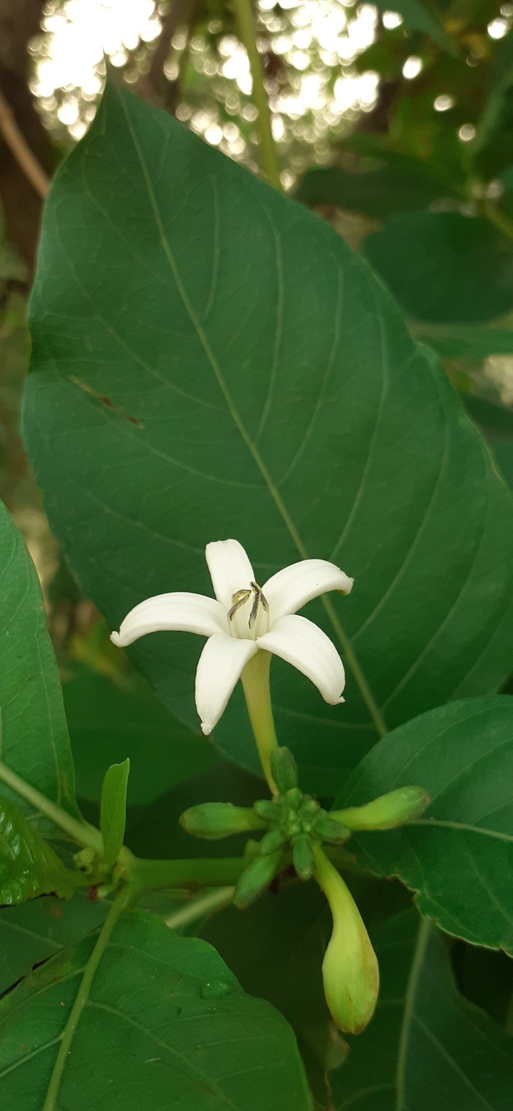 flower