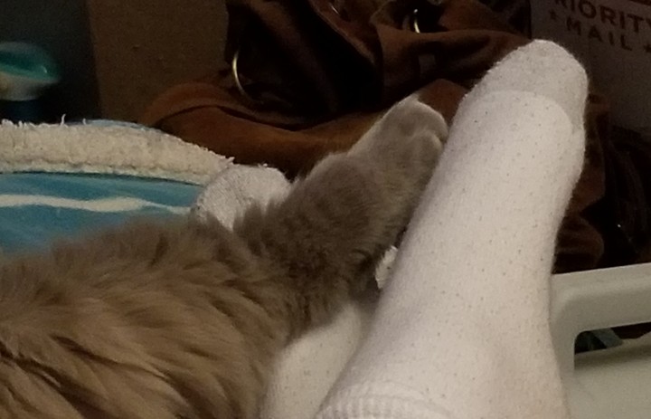 Kitty foot