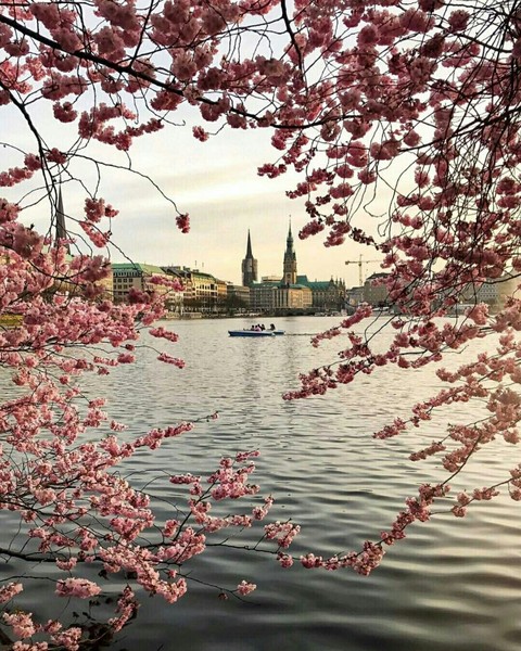 шпалери blossom, flower