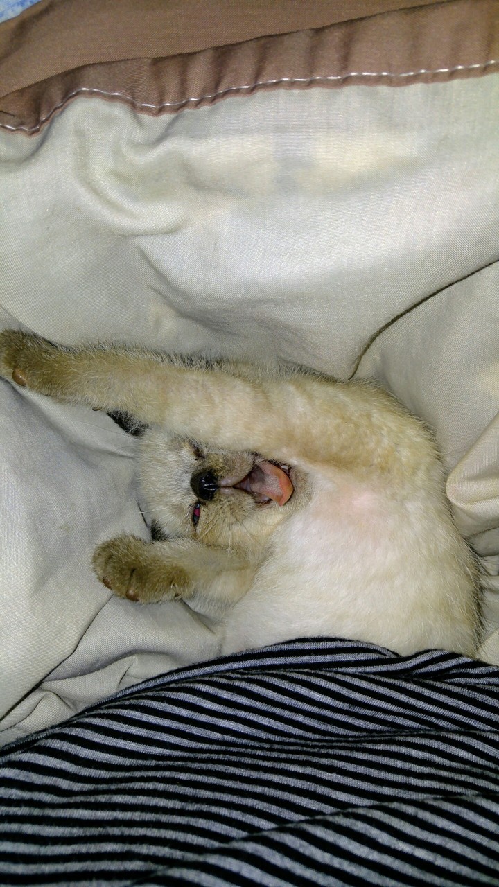 Sleepy kitty