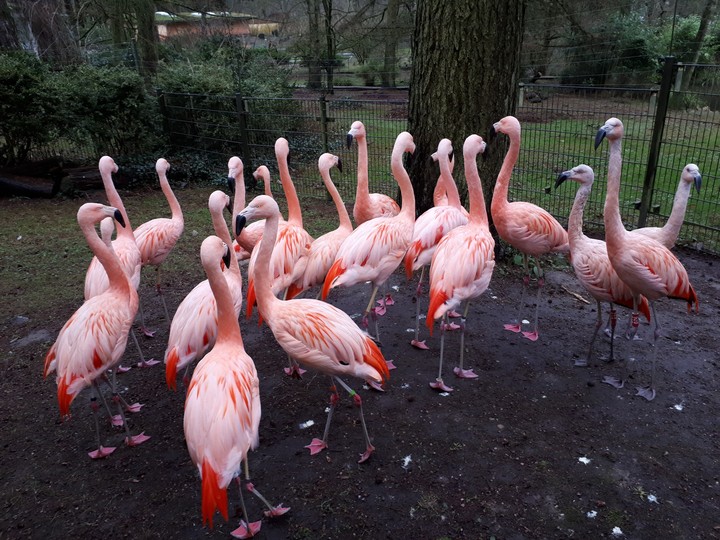 Beautiful Animals