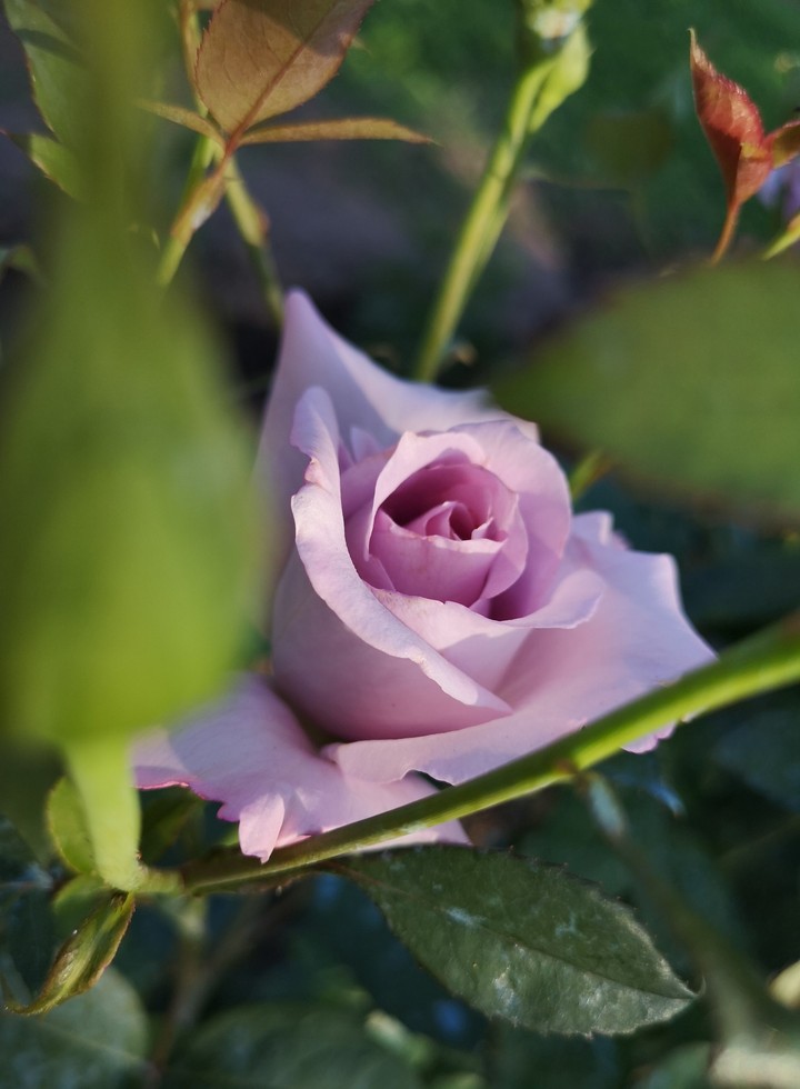 Розовая роза / pink rose
