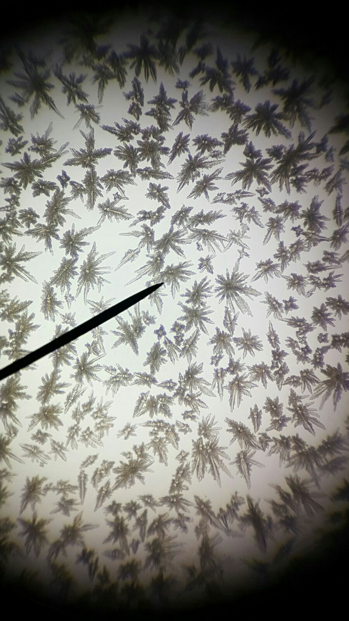 Microscope photo