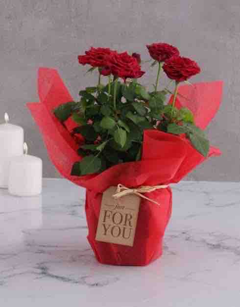 roses