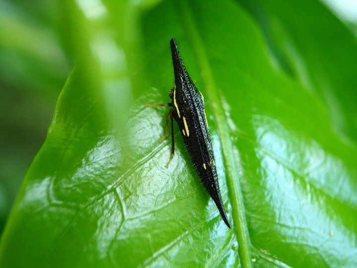 puntiagudo