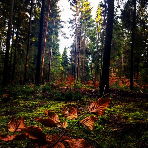 wilderness, ecosystem háttérképek