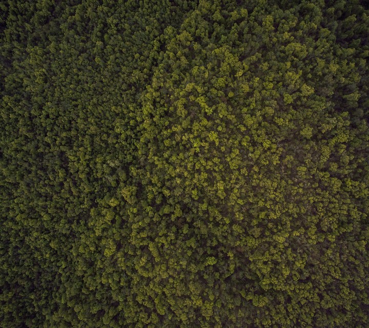 forest