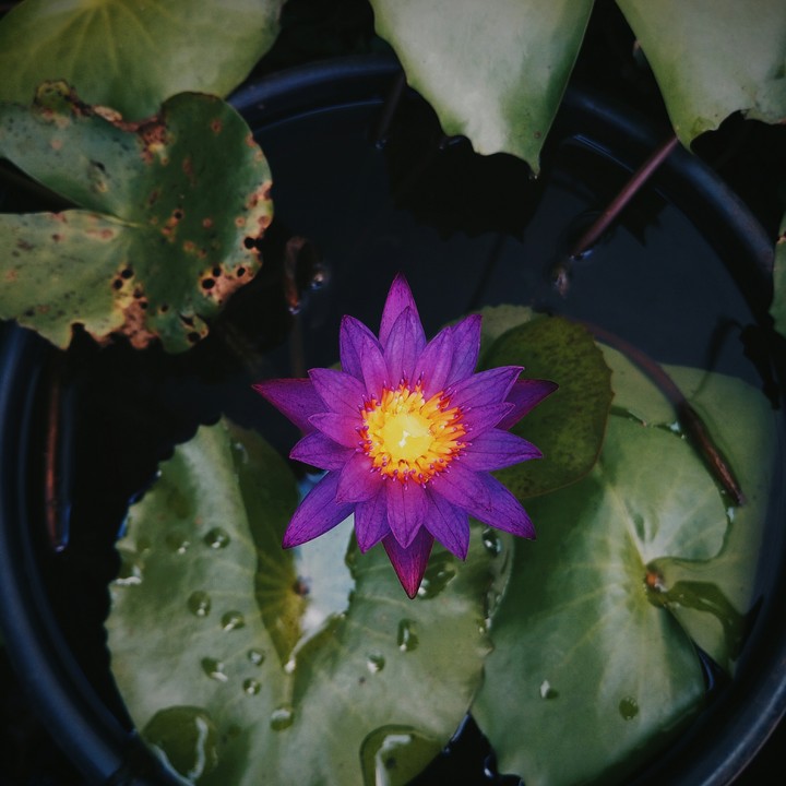lotus