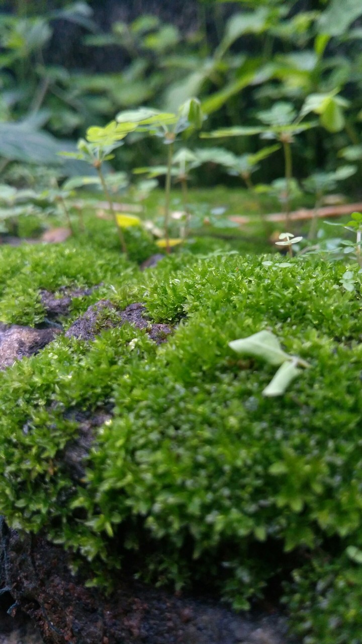 Tiny Forest..!!