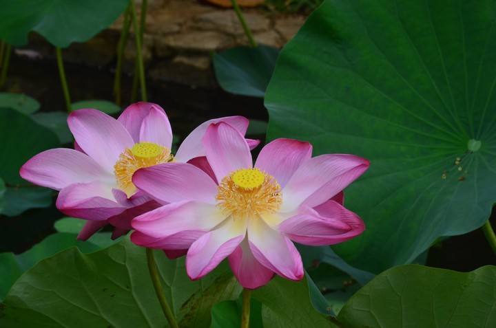 Lotus