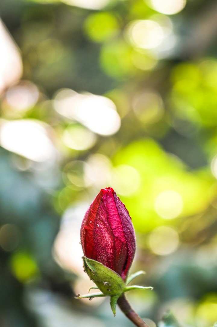 Flower bud