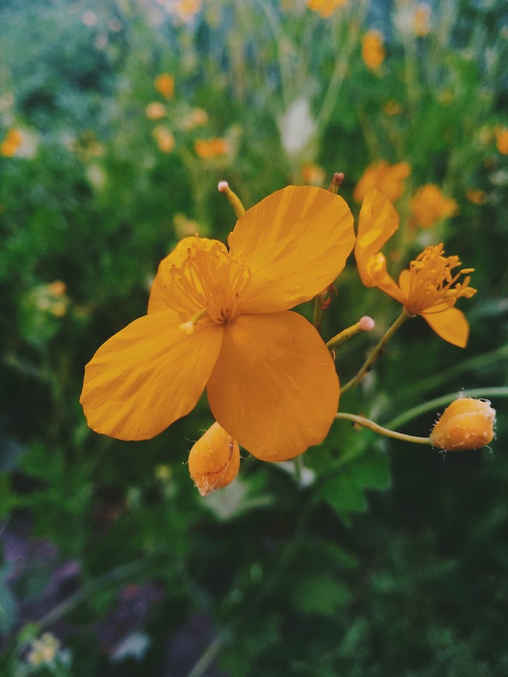 bloom