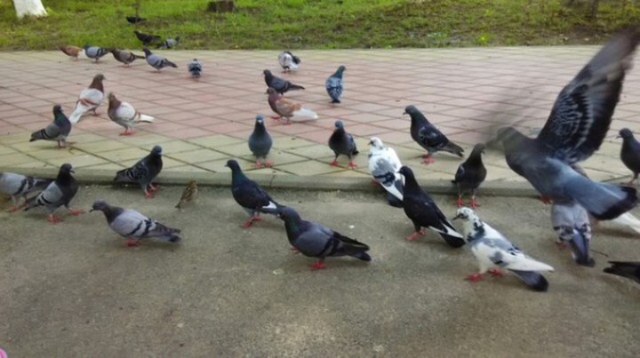 birds