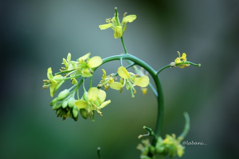 шпалери subshrub, twig