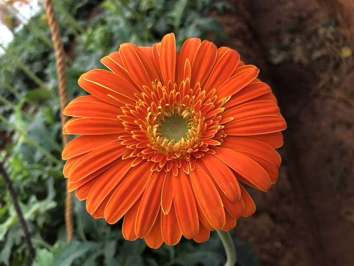 flower