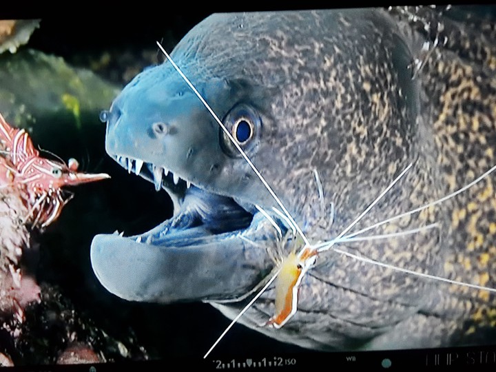 fish