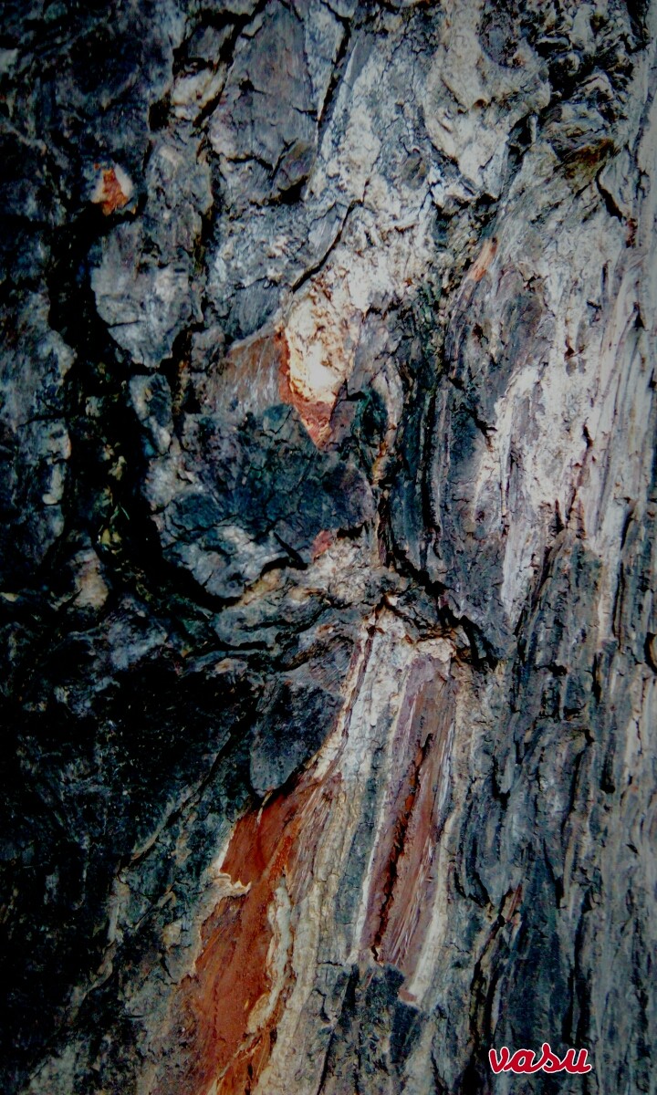 wood