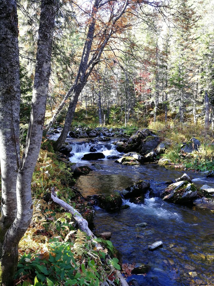 осень лес река