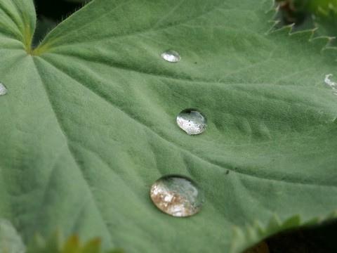 Batt/Leaf, Regentropfen/Raindrops