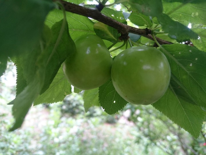 Bullace