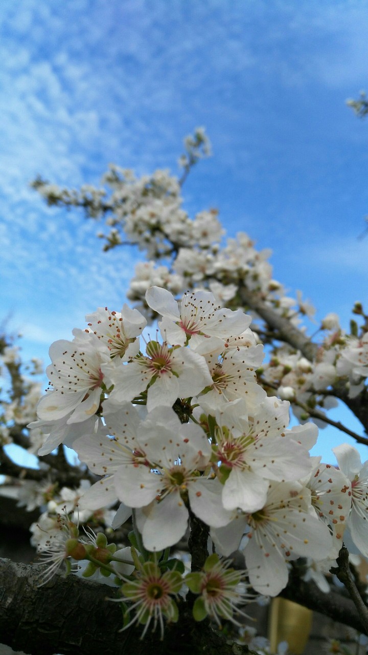 spring