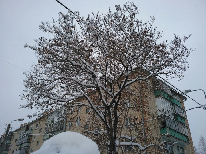 Дерево